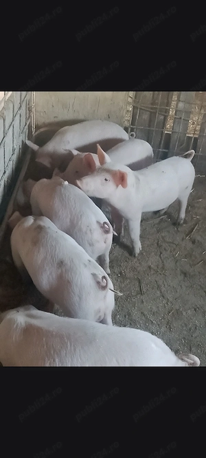 Purcei 6 săptămâni 