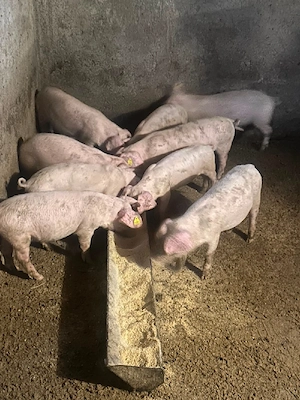 Porci de vanzare în varsta de 2 luni  - imagine 3