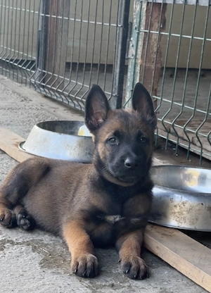 De vânzare Belgian Malinois  - imagine 5