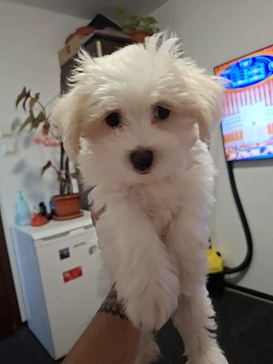 bichon maltez