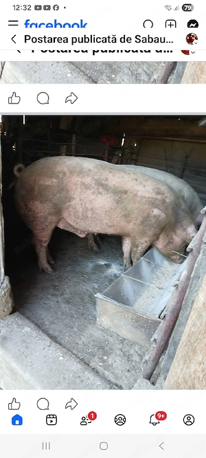 porci de vanzare