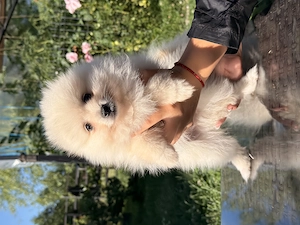 Pui pomeranian mascul