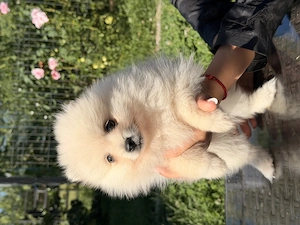 Pui pomeranian mascul - imagine 2