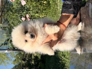 Pui pomeranian mascul - imagine 3