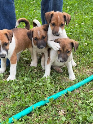 vând fetiță de tox terrier  - imagine 3