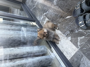 Pomeranian mini spit - imagine 3