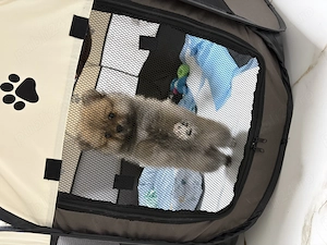 Pomeranian mini spit - imagine 2