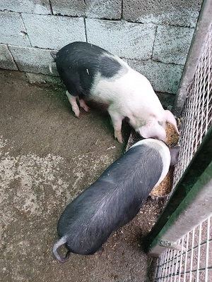 soldani de 12 săptămâni de vânzare. 