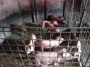 Porci Duroc de vanzare