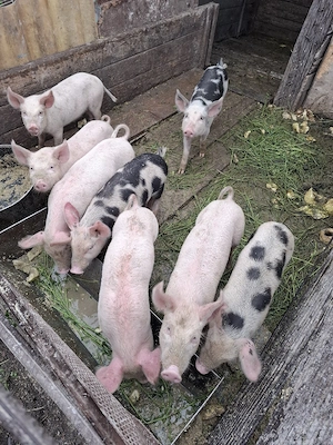 Purcei de 8 săptămâni 