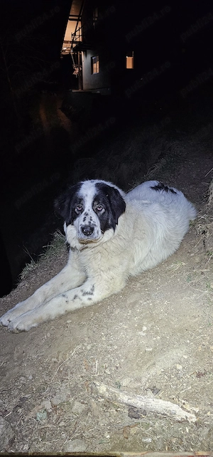 Femelă Ciobanesc de Bucovina 