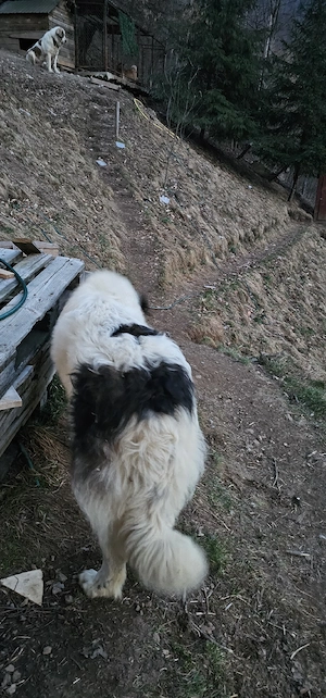 Femelă Ciobanesc de Bucovina  - imagine 2