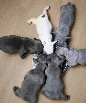 Pui de buldog francez cu pedigree  - imagine 3