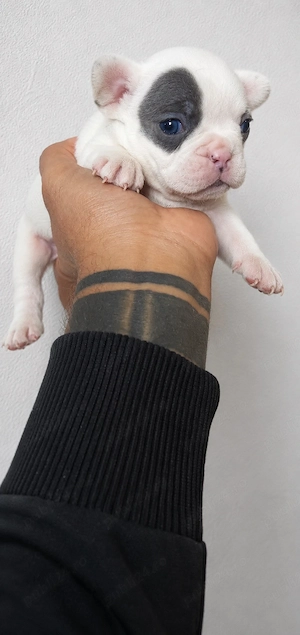 Pui de buldog francez cu pedigree  - imagine 2