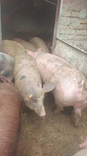 porci De la 100kg la 200kg - imagine 2