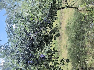 Prune și Mure dulci și aromate soiul Thornfree 