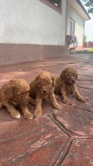 Disponibili peste aproximativ 2 săptămâni! Pudel caniche - imagine 4