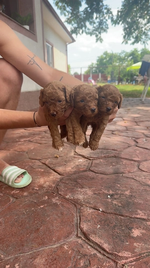 Disponibili peste aproximativ 2 săptămâni! Pudel caniche - imagine 3