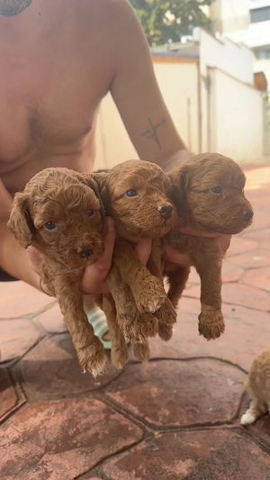Disponibili peste aproximativ 2 săptămâni! Pudel caniche - imagine 2