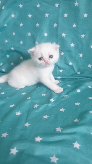 Scottish fold  British shorthair  - imagine 2