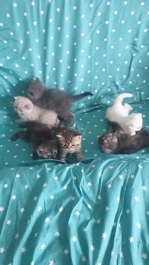 Scottish fold  British shorthair  - imagine 4