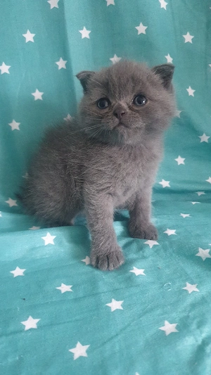 Scottish fold  British shorthair  - imagine 3