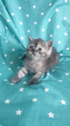 Scottish fold  British shorthair  - imagine 5