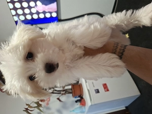 Bichon Maltez Baietel foarte frumos cu vaccinuri facute  - imagine 3