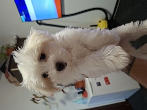 Bichon Maltez Baietel foarte frumos cu vaccinuri facute 