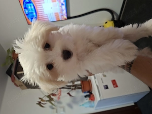 Bichon Maltez Baietel foarte frumos cu vaccinuri facute  - imagine 2