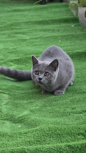 Pisică British Shorthair - imagine 2