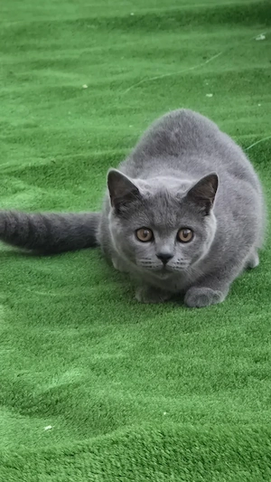 Pisică British Shorthair