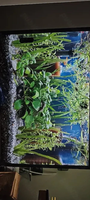 vand acvariu 100L