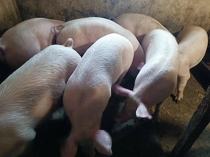 Porci rasă de Carne 