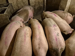 Porci De Carne Pick de Tăiat 