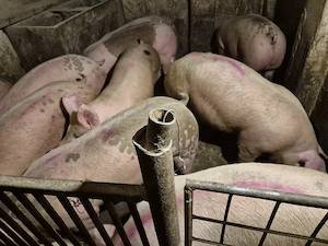Disponibili Porci rasă Pick 