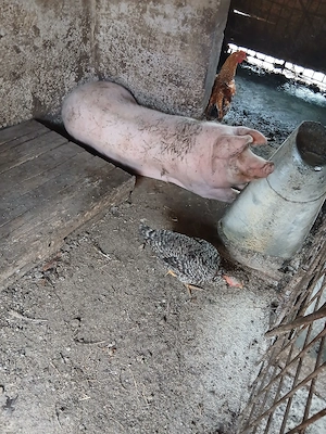 vand un porc  - imagine 2