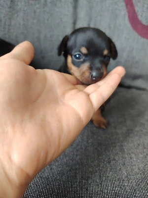  Catel Pinscher pitic  - imagine 4