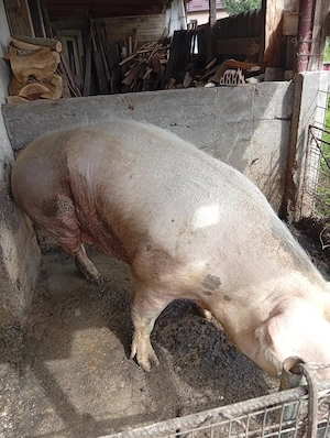 Vand scroafa aprox 350kg , mai multe detalii la Tel:   - imagine 2