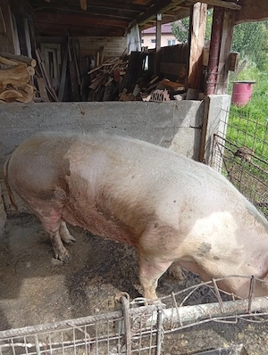 Vand scroafa aprox 350kg , mai multe detalii la Tel:   - imagine 3