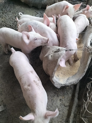 Vând purcei de 8 săptămâni rasa marele alb