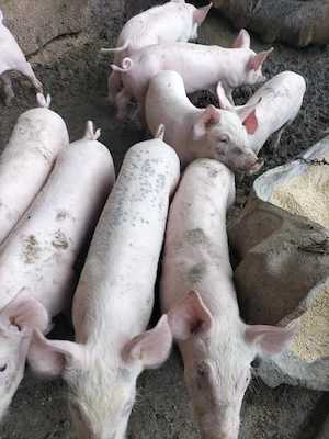 Vând purcei de 8 săptămâni rasa marele alb - imagine 4
