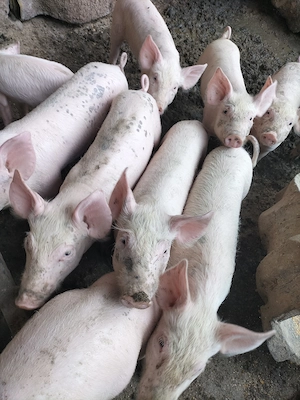 Vând purcei de 8 săptămâni rasa marele alb - imagine 5