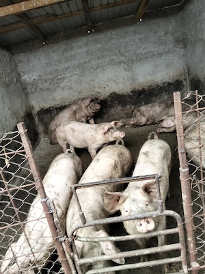 Porci de taiat - imagine 4