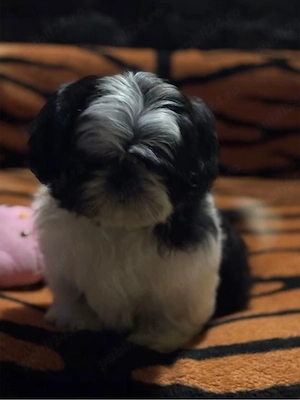 shih tzu de calitate  - imagine 2