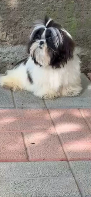 shih tzu de calitate  - imagine 3