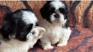 shih tzu de calitate 