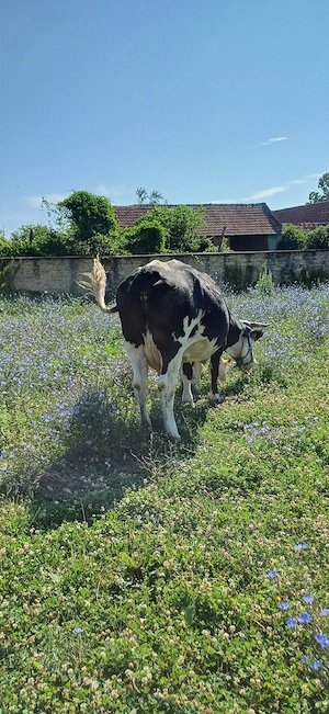 vacă pentru abator 