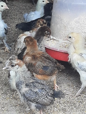 vând pui de găină țărănești