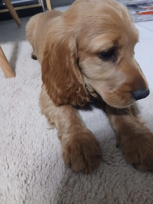Pui coker spaniel